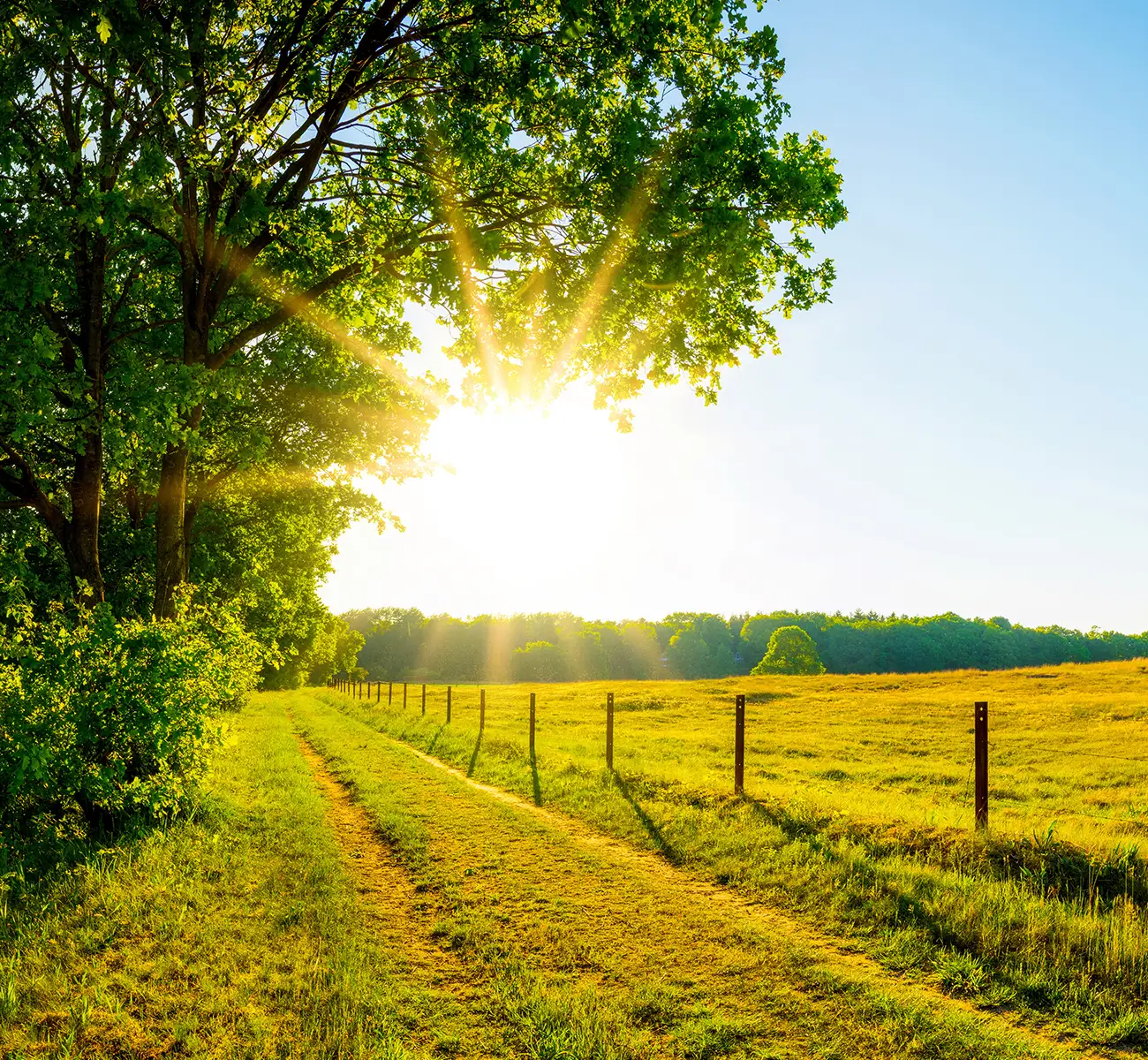 Feldweg zwiscxhen Bäumen und grünen Wiesen bei blauem Himmel mit Sonne