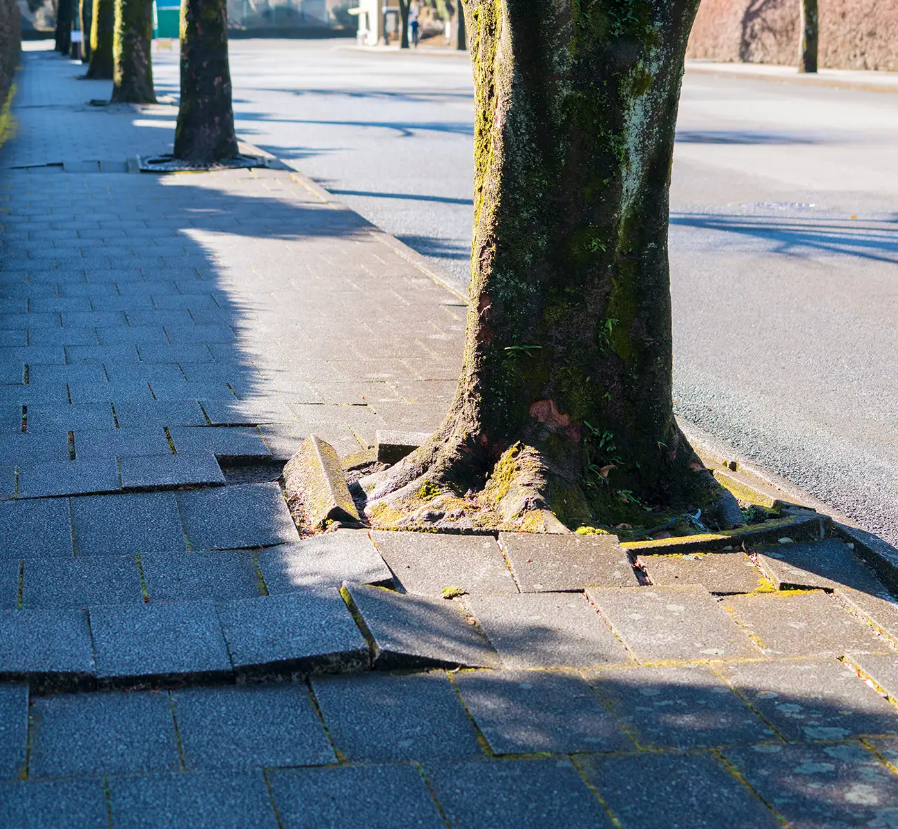 Wuchernde Baumwurzeln am Straßenrand